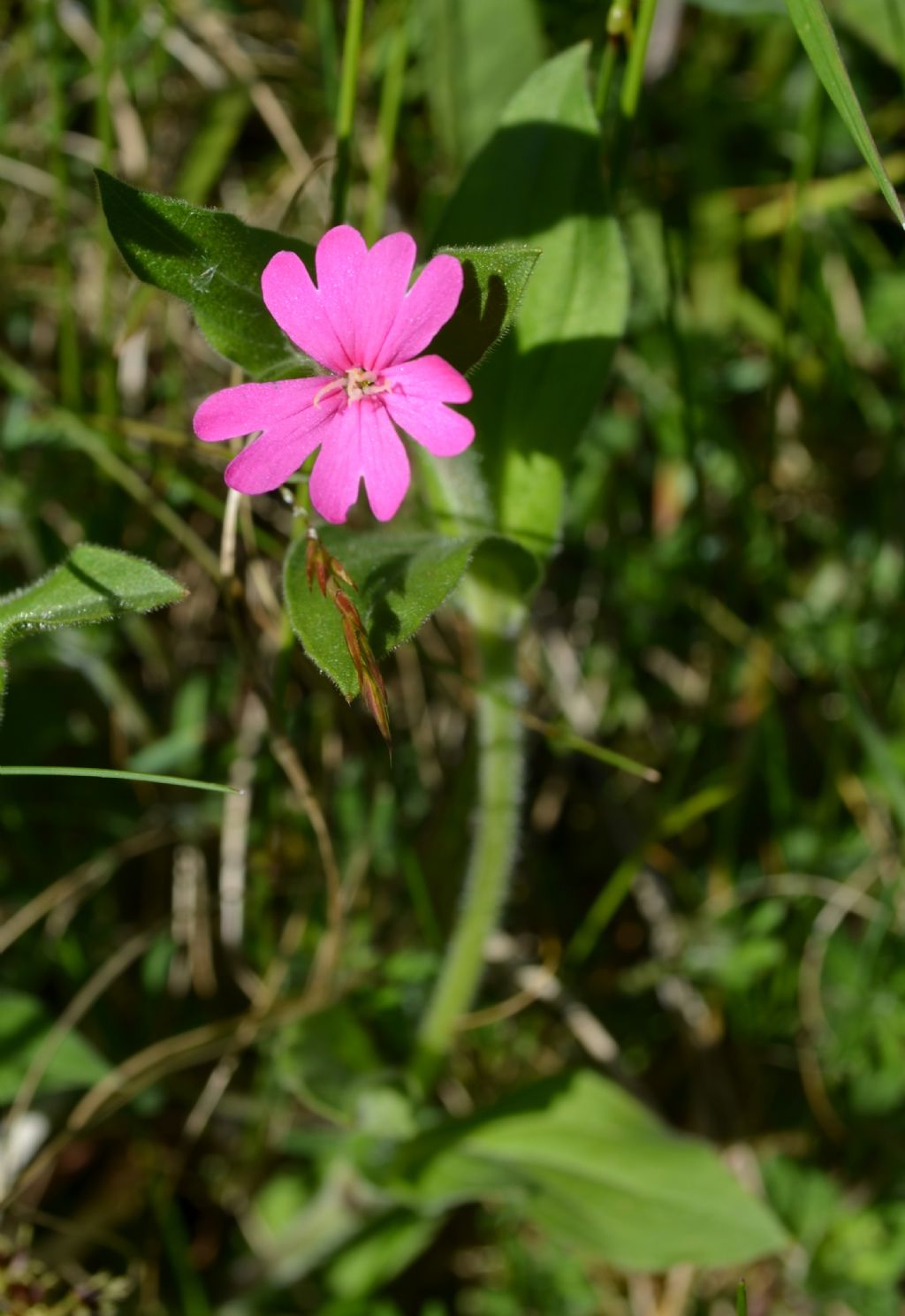 Santa Brigida (Val Brembana, BG) : Silene dioica
